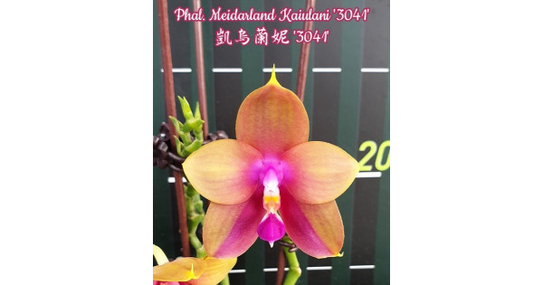Phal. Meidarland Kaiulani 3041